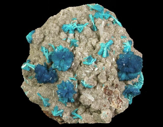 Vibrant Blue Cavansite Clusters on Stilbite - India #64817